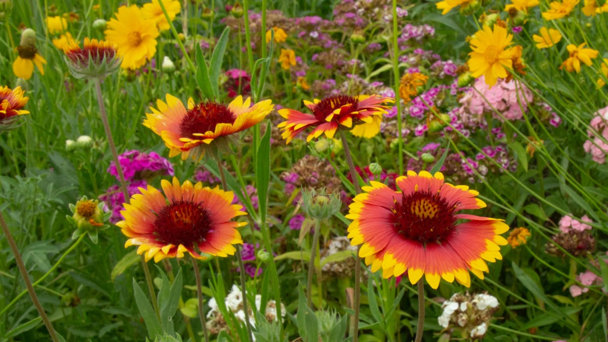 Supporting Pollinators on Our Organic Farm Standard Process Blog